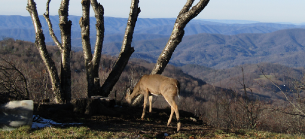From top of Beech Mountain